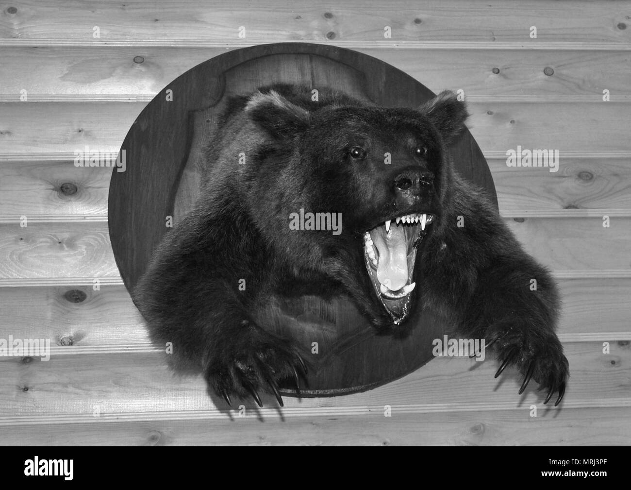 Schwarz-weiß Foto - ein wilder Bär mit einem schrecklichen offenen Mund in Form einer Vogelscheuche an einer Wand anmelden Stockfoto