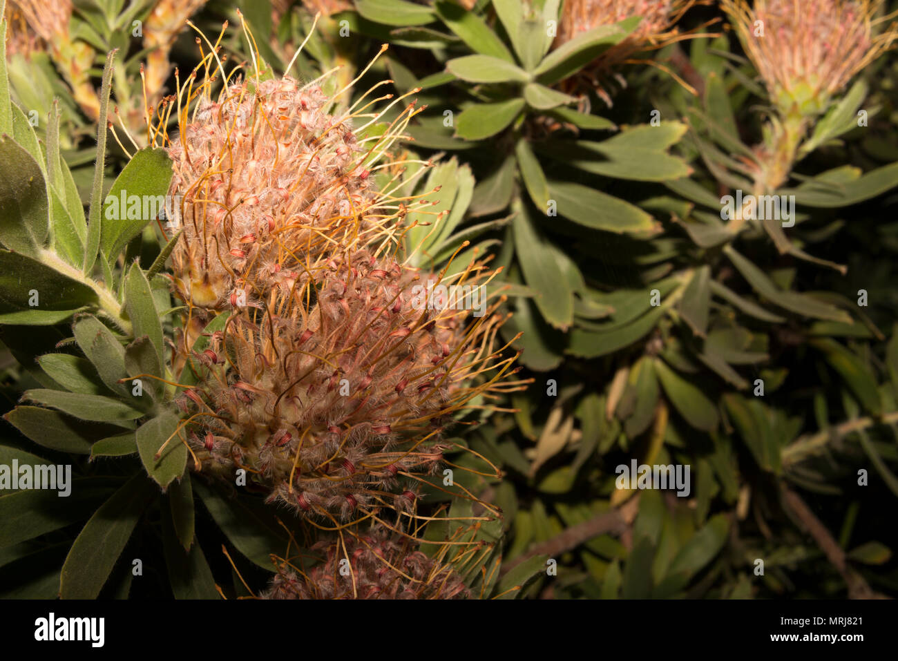 Silky-Haired Nadelkissen (Leucospermum vestitum) Stockfoto