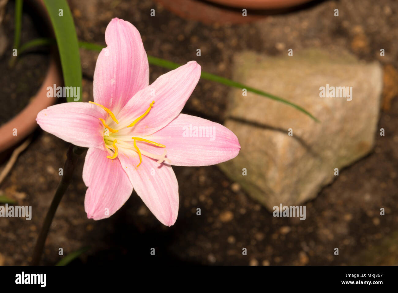 Rosa Regen Lily (Zephyranthes Carinata) Stockfoto