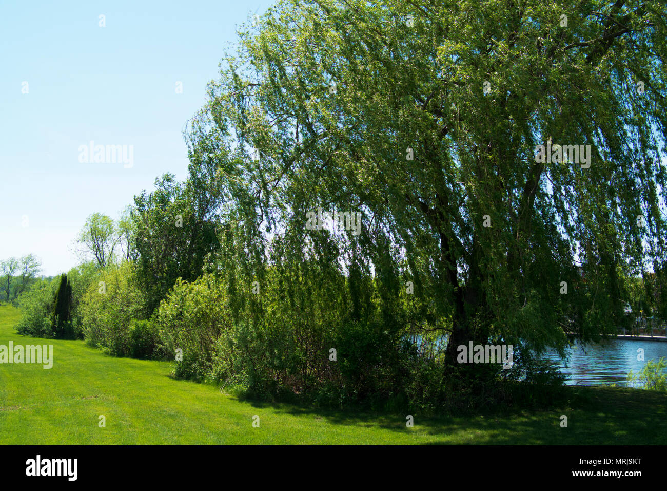 Eine alte Weide steht neben der White River in Montague, Michigan. Stockfoto