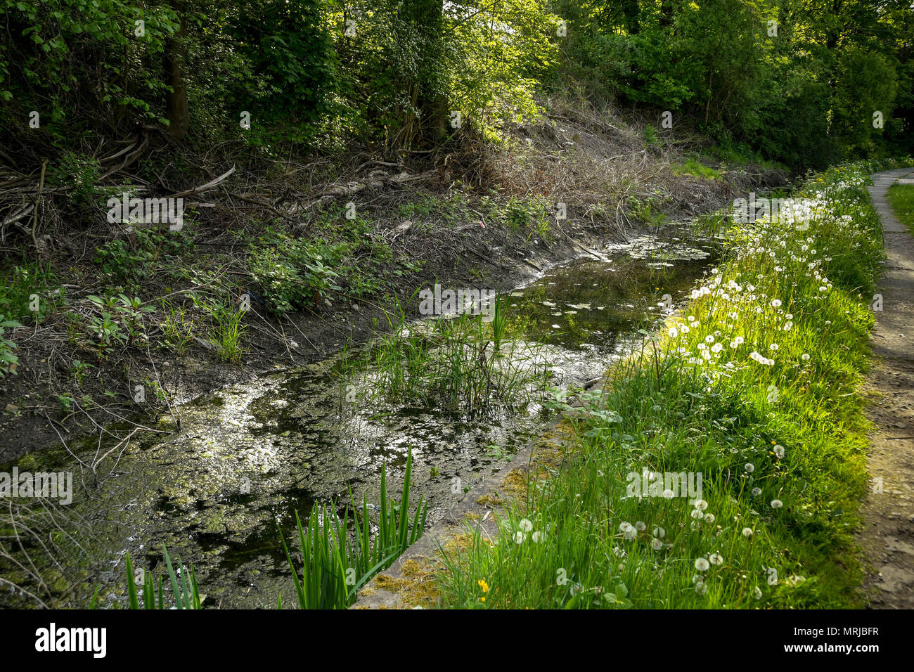 Die Überreste der Glamourganshire Canal in der Nähe von Pontypridd Stadtzentrum Stockfoto