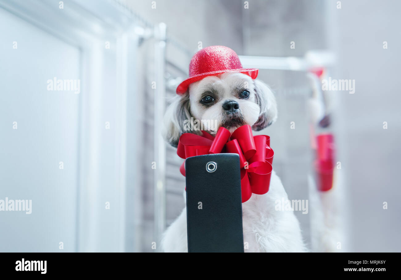 Shih Tzu Hund suchen bei Spiegel und selfie. Foto nach Pflege mit roter Mode Accessoires. Stockfoto