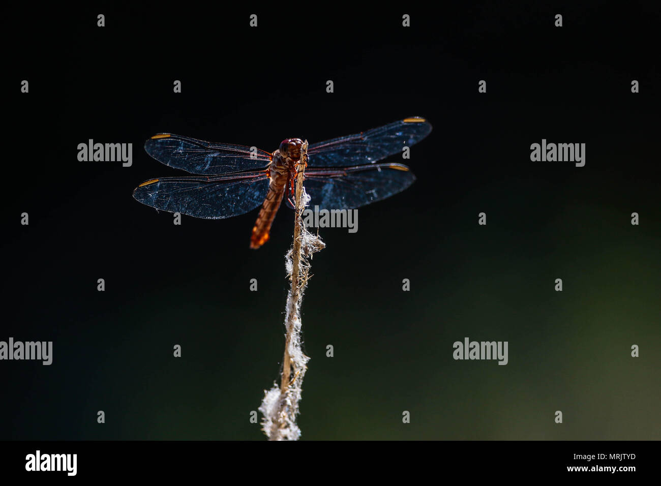 Los anisópteros Sohn uno de Los Dos infraórdenes clásicos del suborden Epiprocta. Se conocen comúnmente Como libélulas, aunque Este término, suele Usar Stockfoto