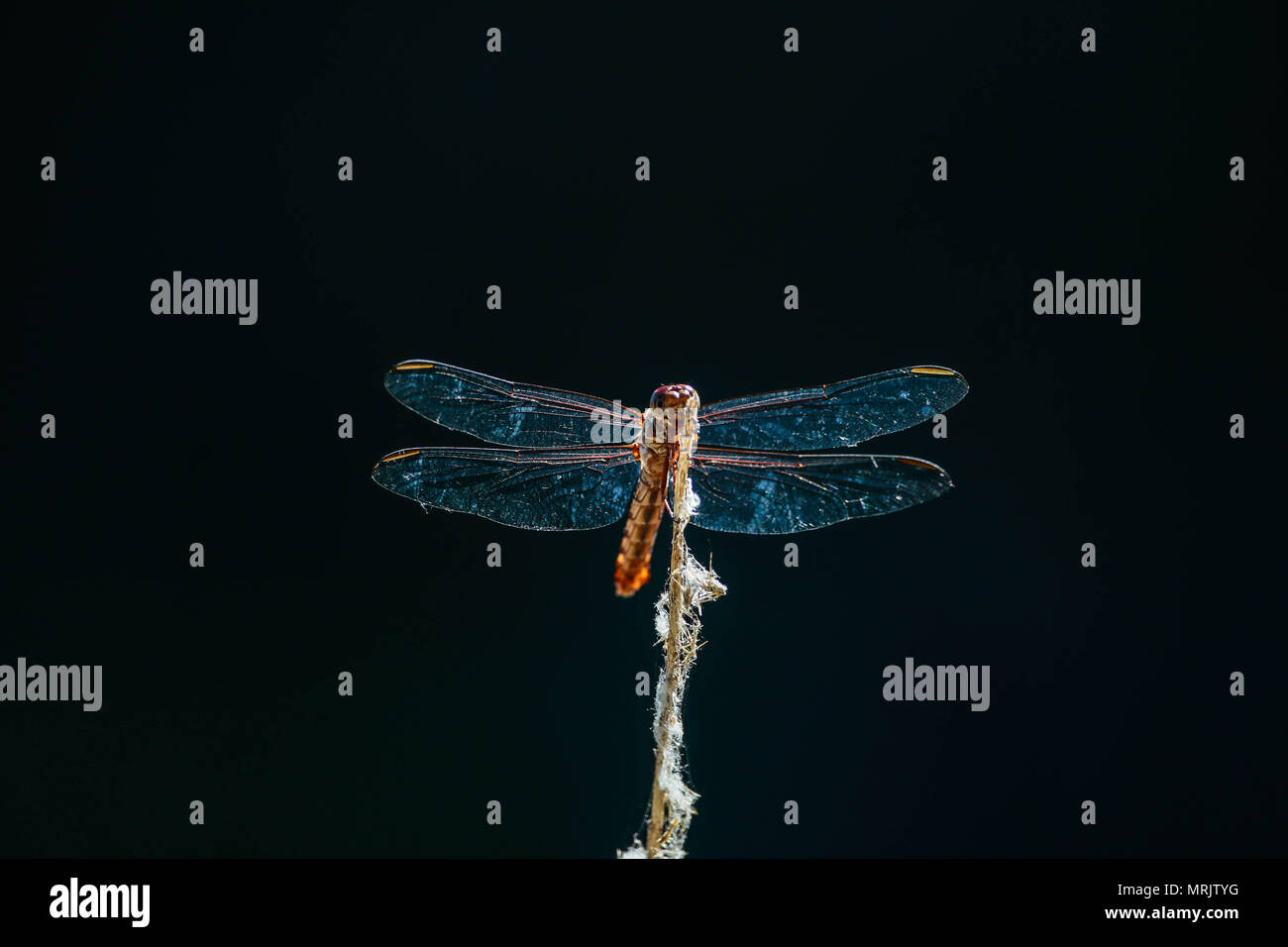 Los anisópteros Sohn uno de Los Dos infraórdenes clásicos del suborden Epiprocta. Se conocen comúnmente Como libélulas, aunque Este término, suele Usar Stockfoto