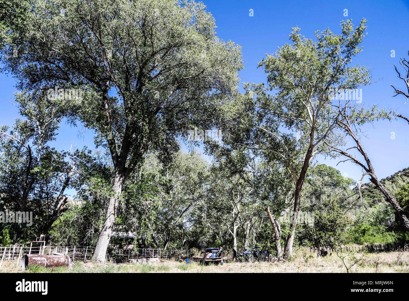 Cuenca los Ojos Naturschutzgebiet in Sonora MEXIKO. Reserva natural Cuenca los Ojos Die Cuenca Los Ojos Stiftung arbeitet zu bewahren und die bi-Wiederherstellung Stockfoto