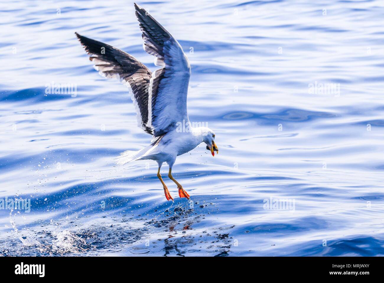 Recorrido por la Isla San Pedro Nolasco que forma parte Sonora en El