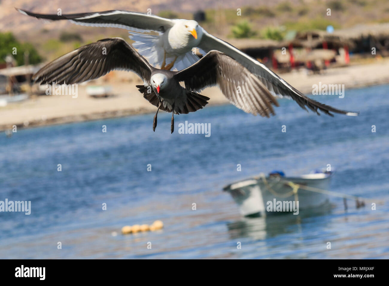 Bericht über das Leben und die Bewohner der Fischerei der Gemeinschaft La Manga, eine Kolonie, die scheint so marginal als privilegierte die Vorteile von Meer, suchen Stockfoto