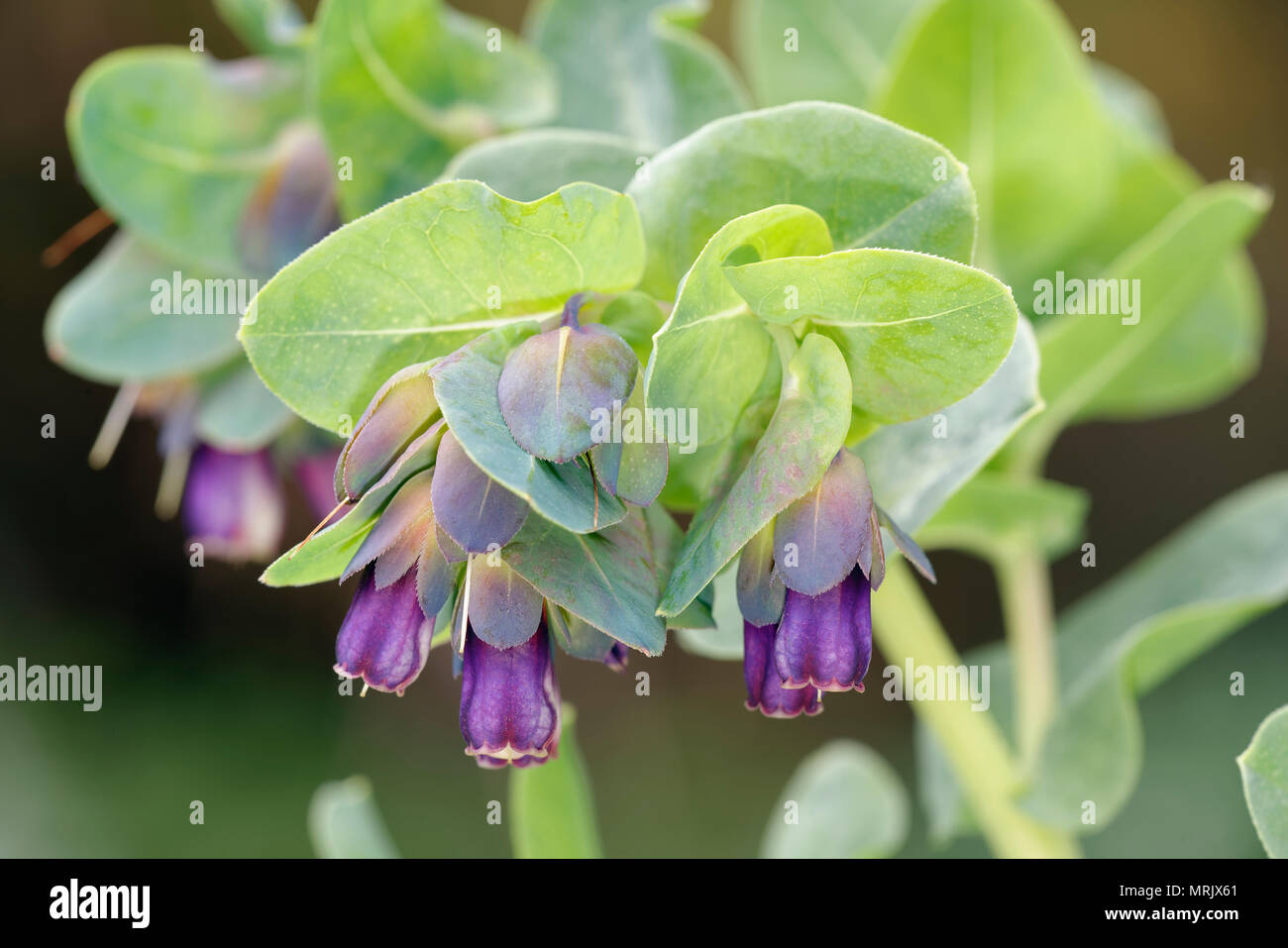 Honeywort - Cerinthe großen Purpurascens lila Form Stockfoto