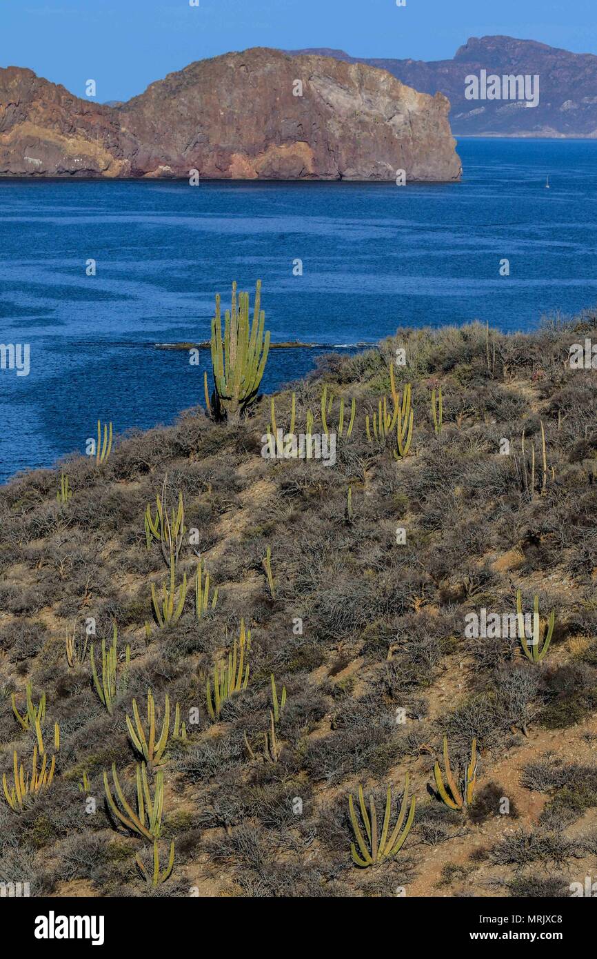 Recorrido por la la Playa San Carlos Nuevo Guaymas, que forma Parte de El Golfo de California Foto: LuisGutierrez/NortePhoto.com Stockfoto