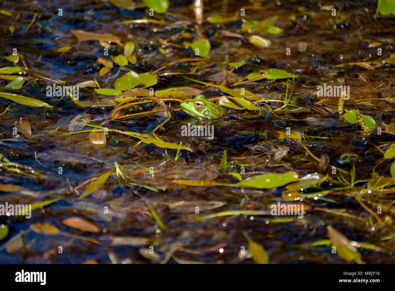 Perez frog's in einem grünen Pool Stockfoto