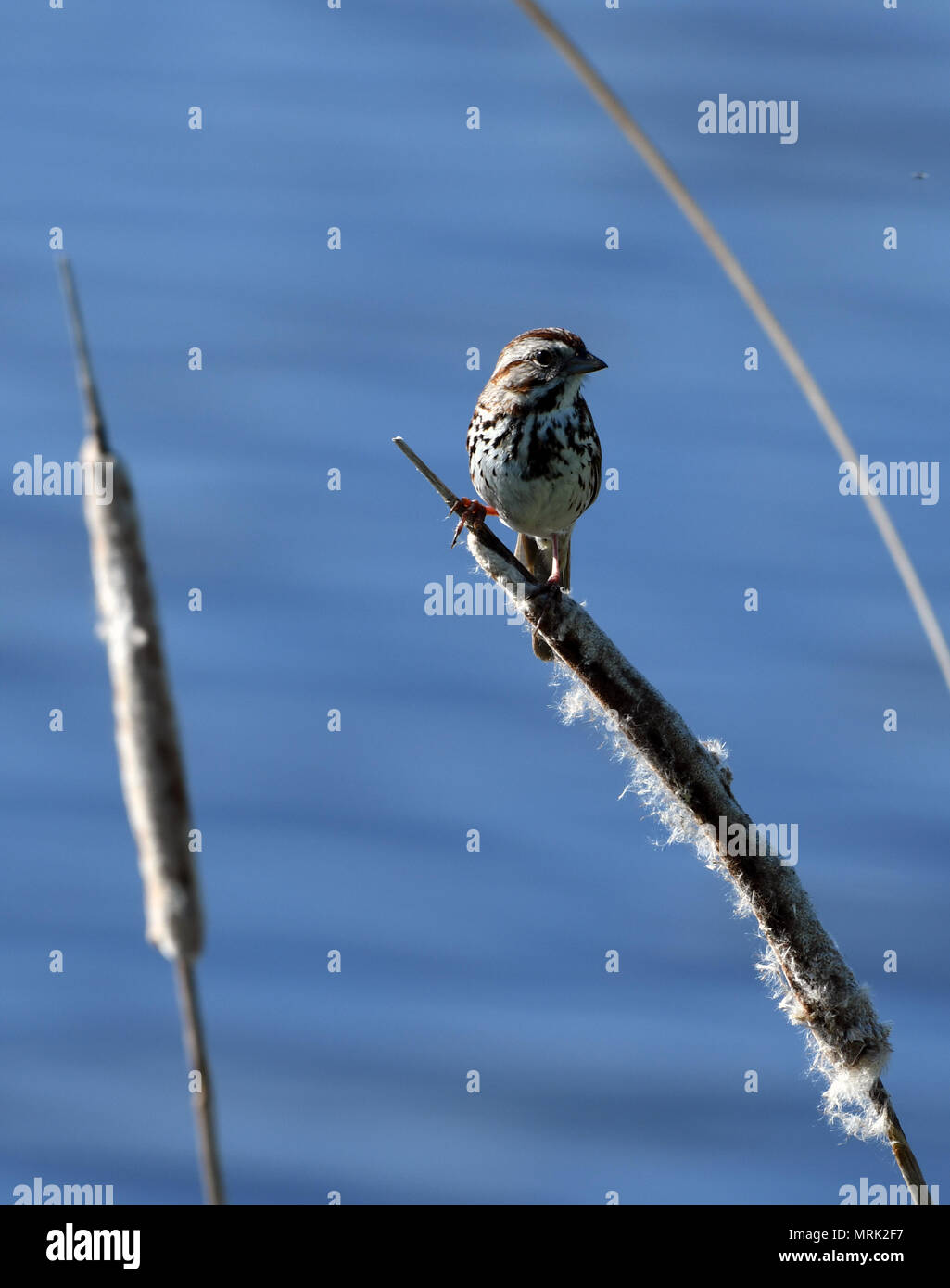 Song Sparrow auf cattail Stockfoto