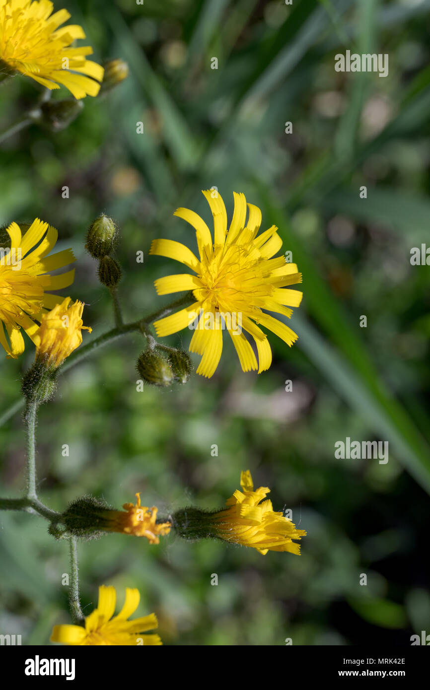 Cat's-Ohr (hypochaeris Radicata); der Botanische Garten der Universität Kopenhagen, Dänemark Stockfoto