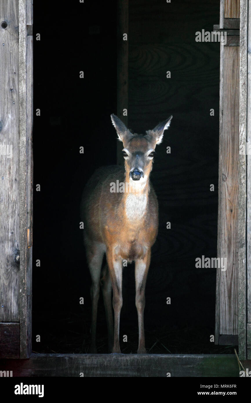 Ein Whitetail Deer in einem Türrahmen stehend Stockfoto