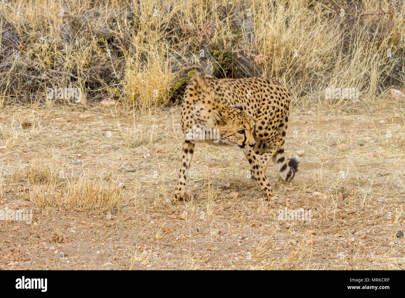 Cheetah zu Fuß in Richtung Kamera aber Weg suchen Stockfoto