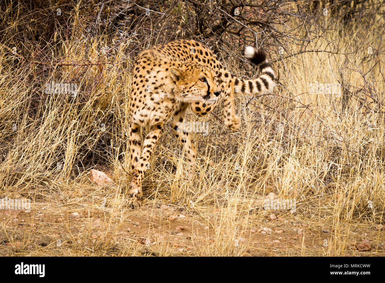 Gepard in Richtung Kamera aber Weg suchen Stockfoto