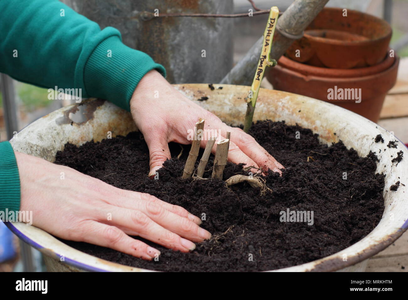 Verguss bis Dahlien Knollen in Containern in einem Gewächshaus zu treten Wachstum nach Überwinterung - Frühling, UK starten Stockfoto