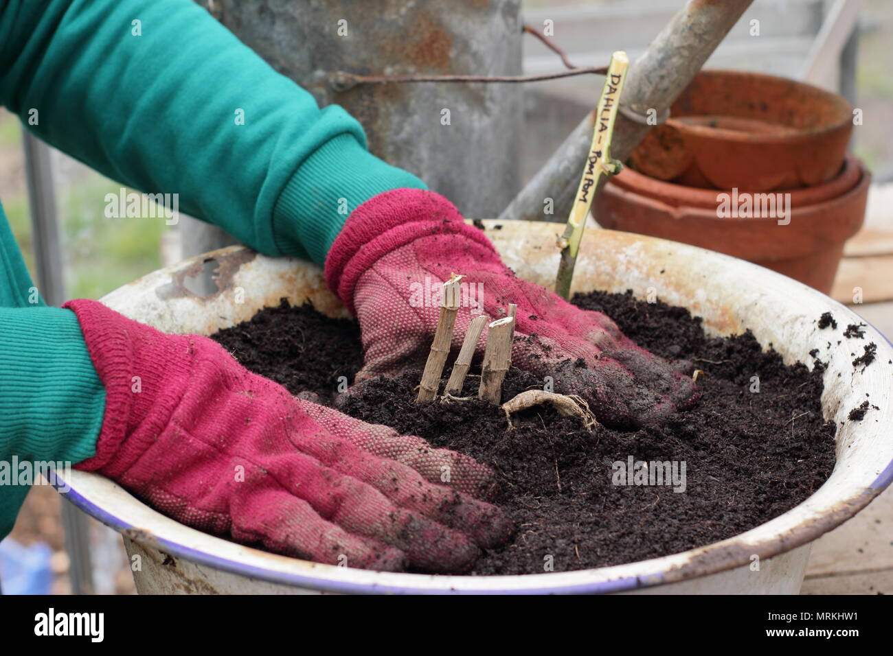 Verguss bis Dahlien Knollen in Containern in einem Gewächshaus zu treten Wachstum nach Überwinterung - Frühling, UK starten Stockfoto