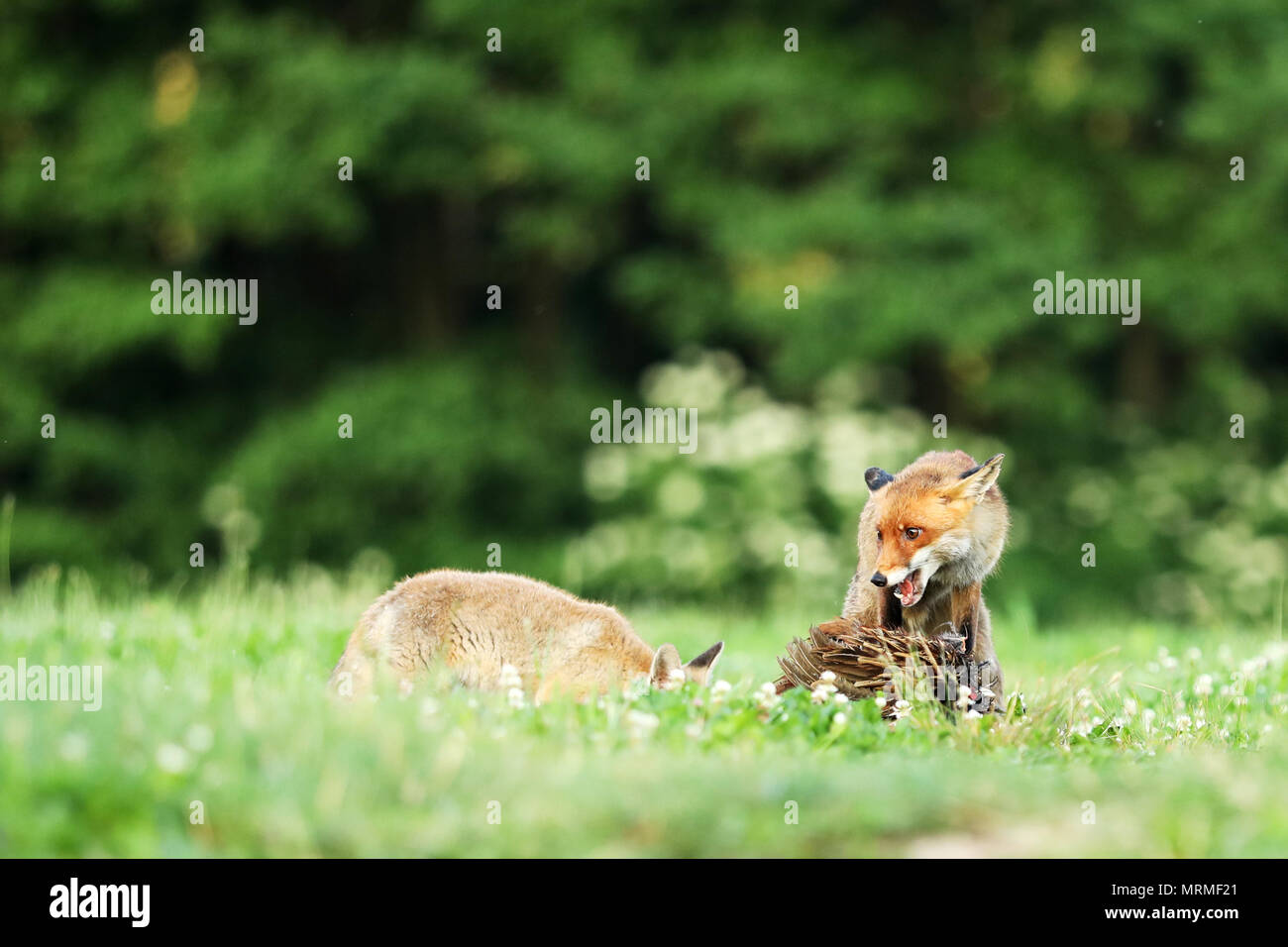 Zwei rote Füchse mit prey auf Wiese - Vulpes vulpes Stockfoto