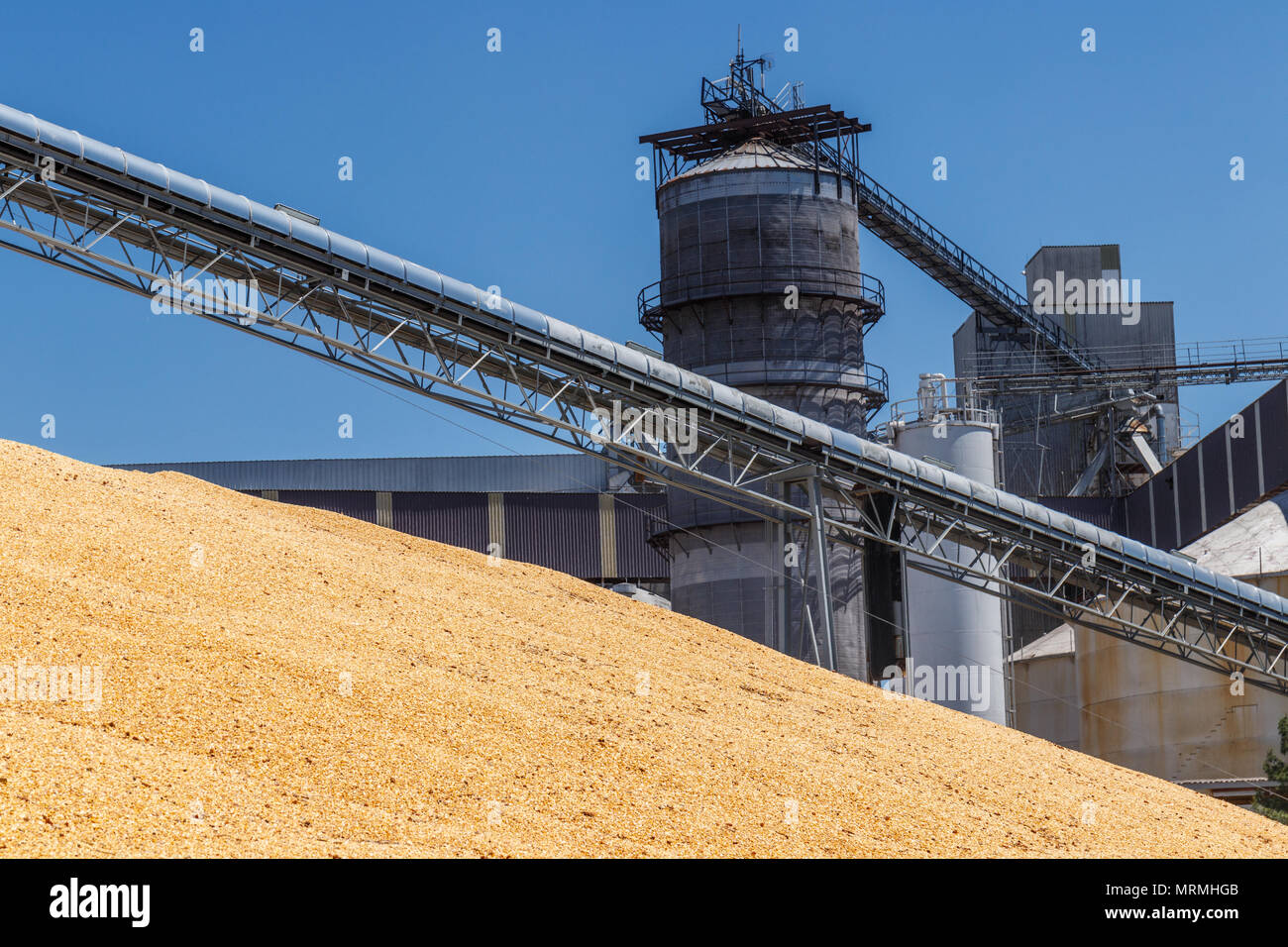 Mais und Getreide Handhabung oder Ernte. Mais kann für Lebensmittel, Futtermittel oder Ethanol V verwendet werden. Stockfoto