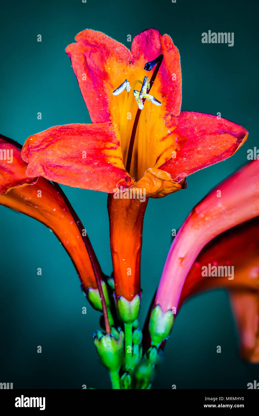 Schöne rote Blume Nahaufnahme Stockfoto