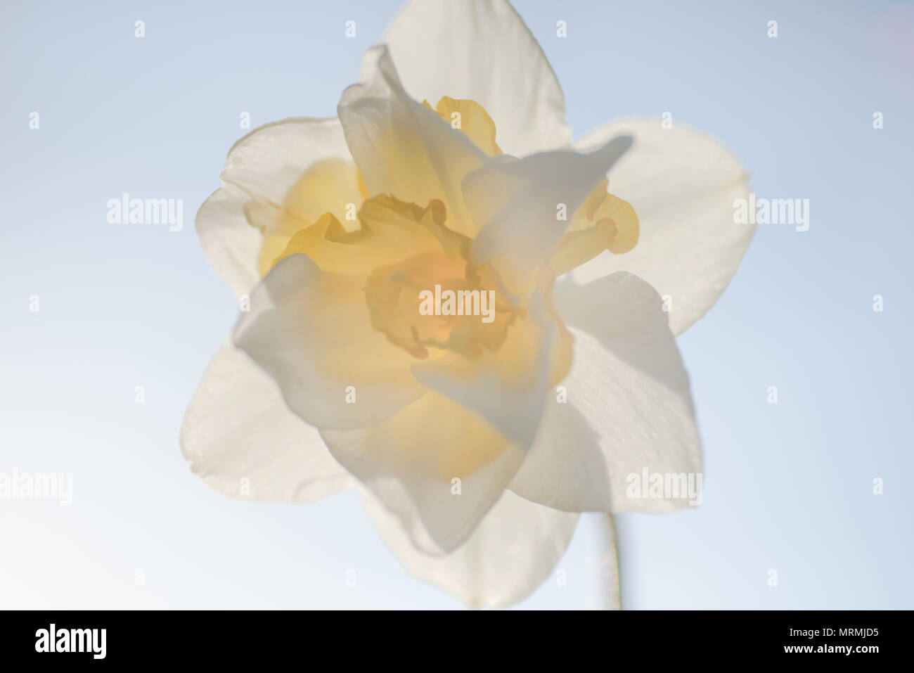 Floral Background - Narzisse Blume isoliert Stockfoto