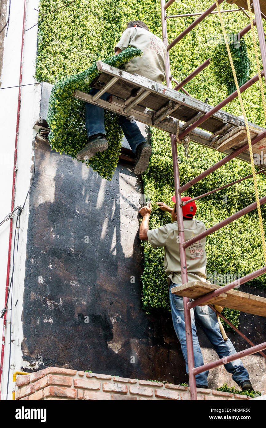 Mexiko-Stadt, Hispanic, Mexikaner, Alvaro Obregon San Angel, Arbeiter, grüne Außenwand, Installation, faux Buchsbaum, Gerüste, gefährliche Arbeit Stockfoto