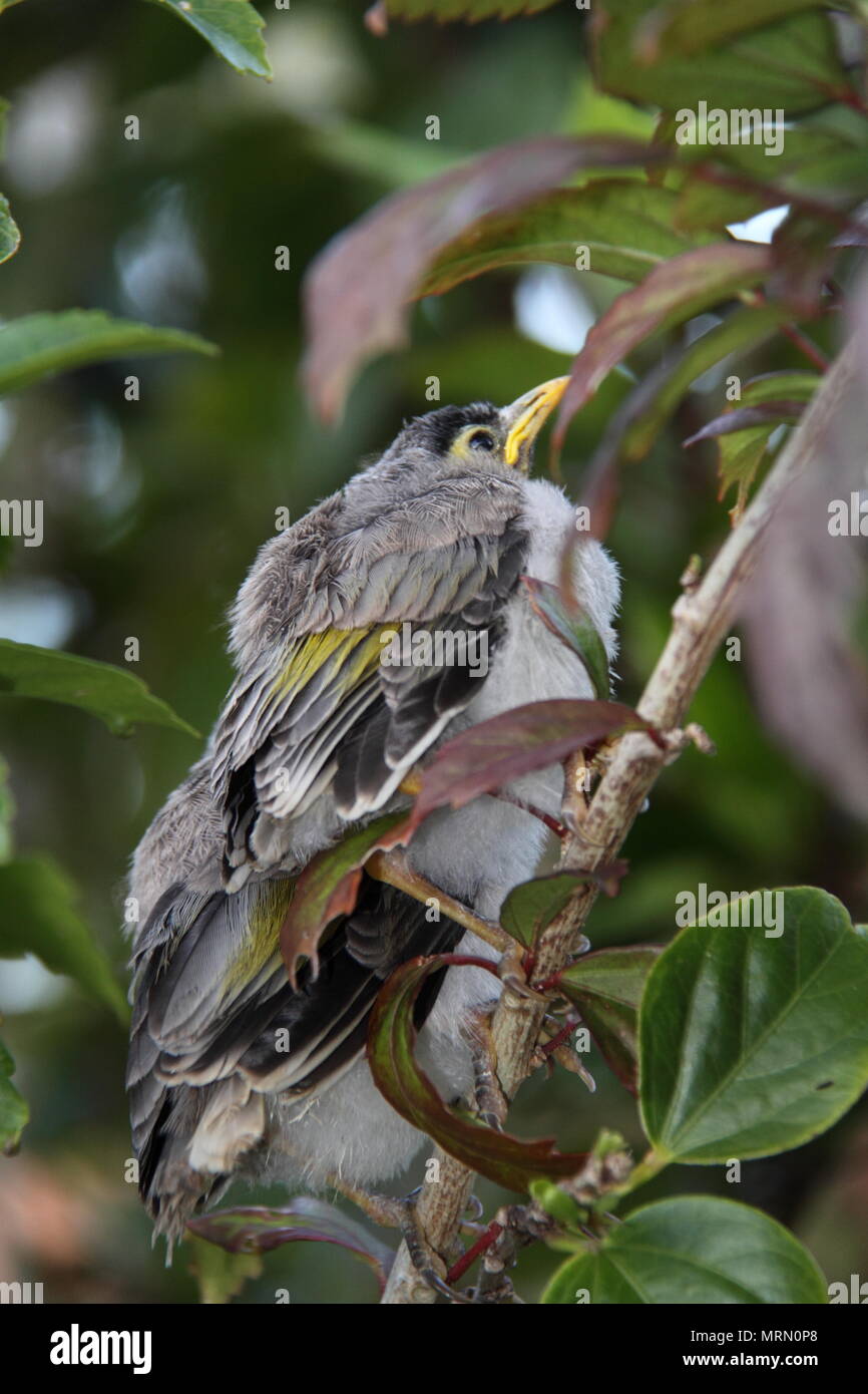 Laut Miner Küken auf Hibiscus Zweig (Manorina Melanocephala) Stockfoto