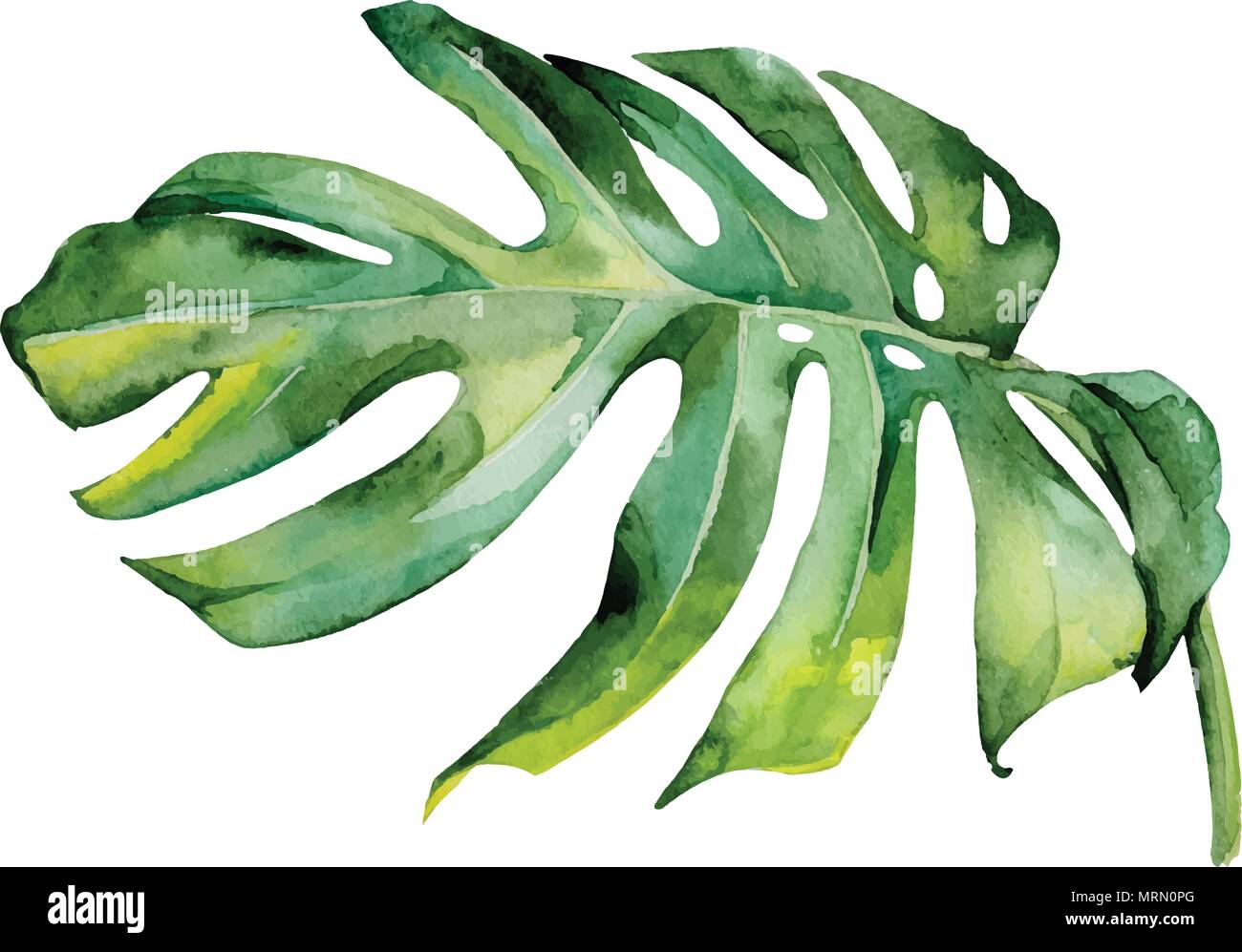 Die isolierte Aquarell grüne Pflanze blatt Dekoration auf weißem Hintergrund Stock Vektor