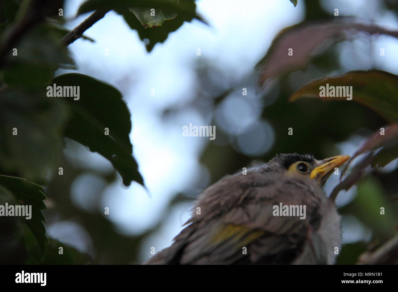 Laut Miner Küken auf Hibiscus Zweig (Manorina Melanocephala) Stockfoto