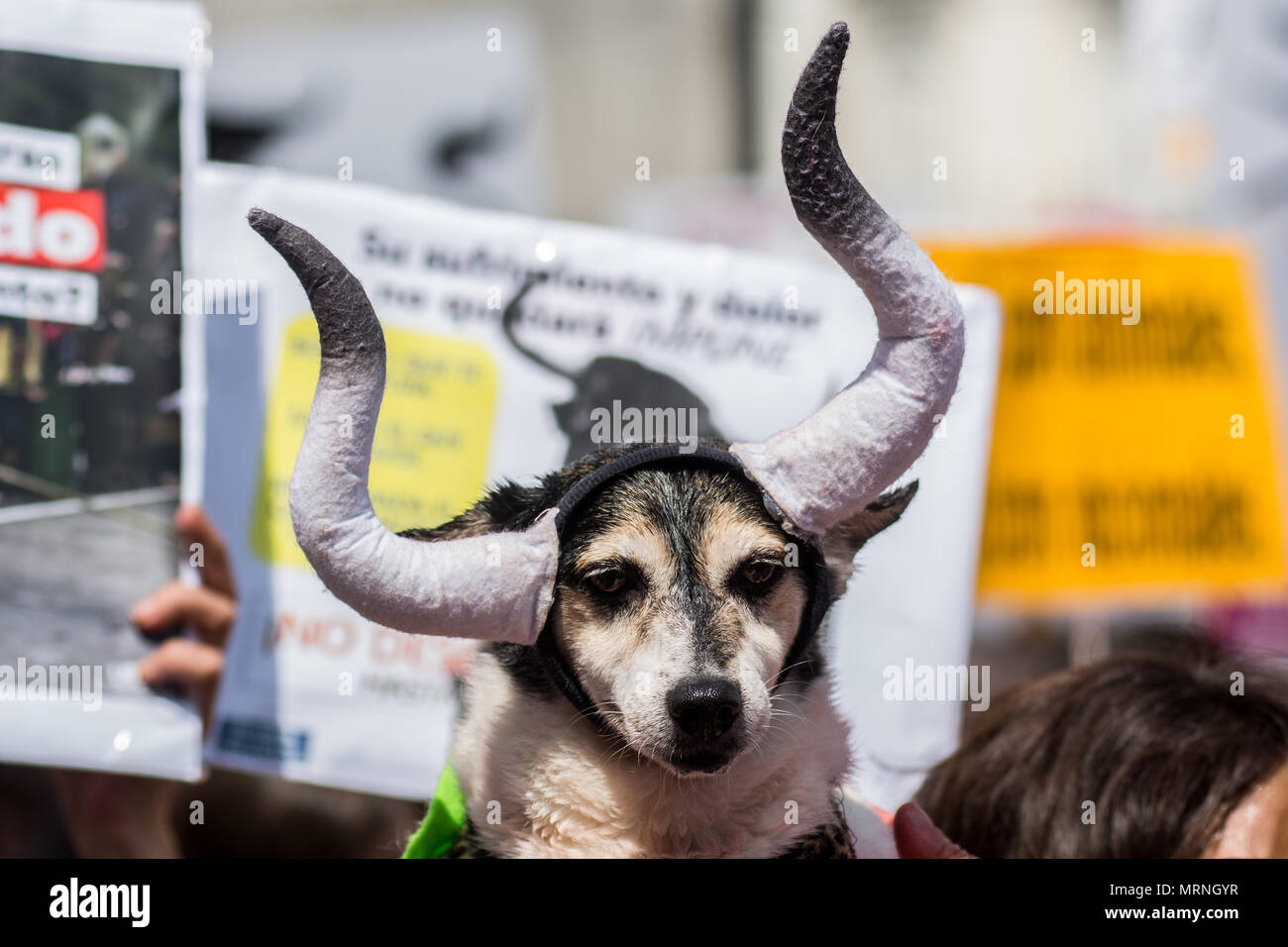 Madrid, Spanien. 27. Mai, 2018. Ein Hund mit Hörner des Stieres dargestellt, während einer Demonstration Demonstration unter dem Motto "Stierkampf ist Gewalt" anspruchsvolle Stierkampf und das Leiden von Tieren abzuschaffen, in Madrid, Spanien. Credit: Marcos del Mazo/Alamy leben Nachrichten Stockfoto