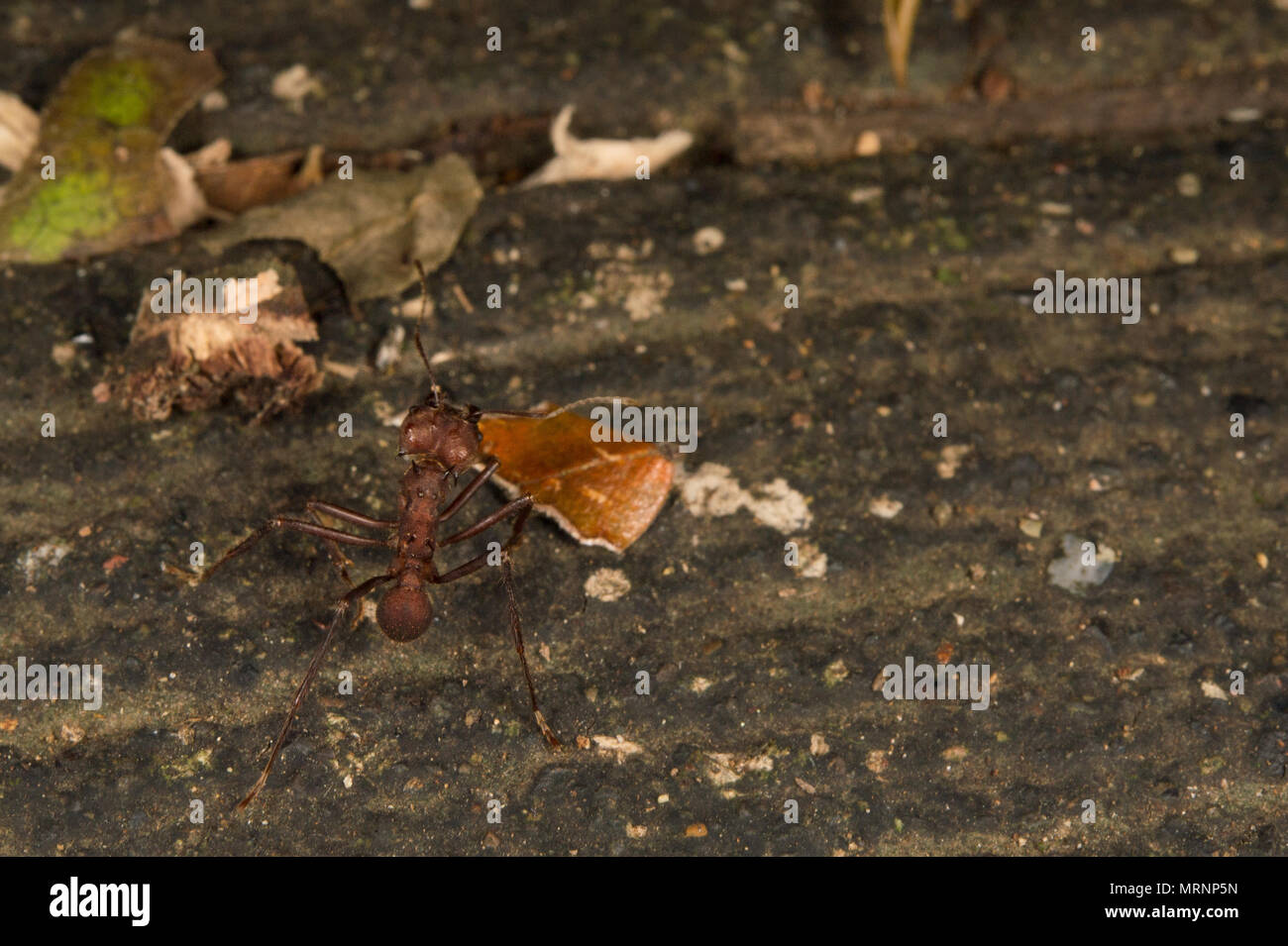 , Atta sp., Formicidae, Carara Nationalpark, Costa Rica Stockfoto