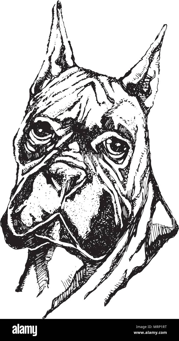 Hand gezeichnet vector Abbildung oder Zeichnung von einem Boxer Hund Kopf Stock Vektor