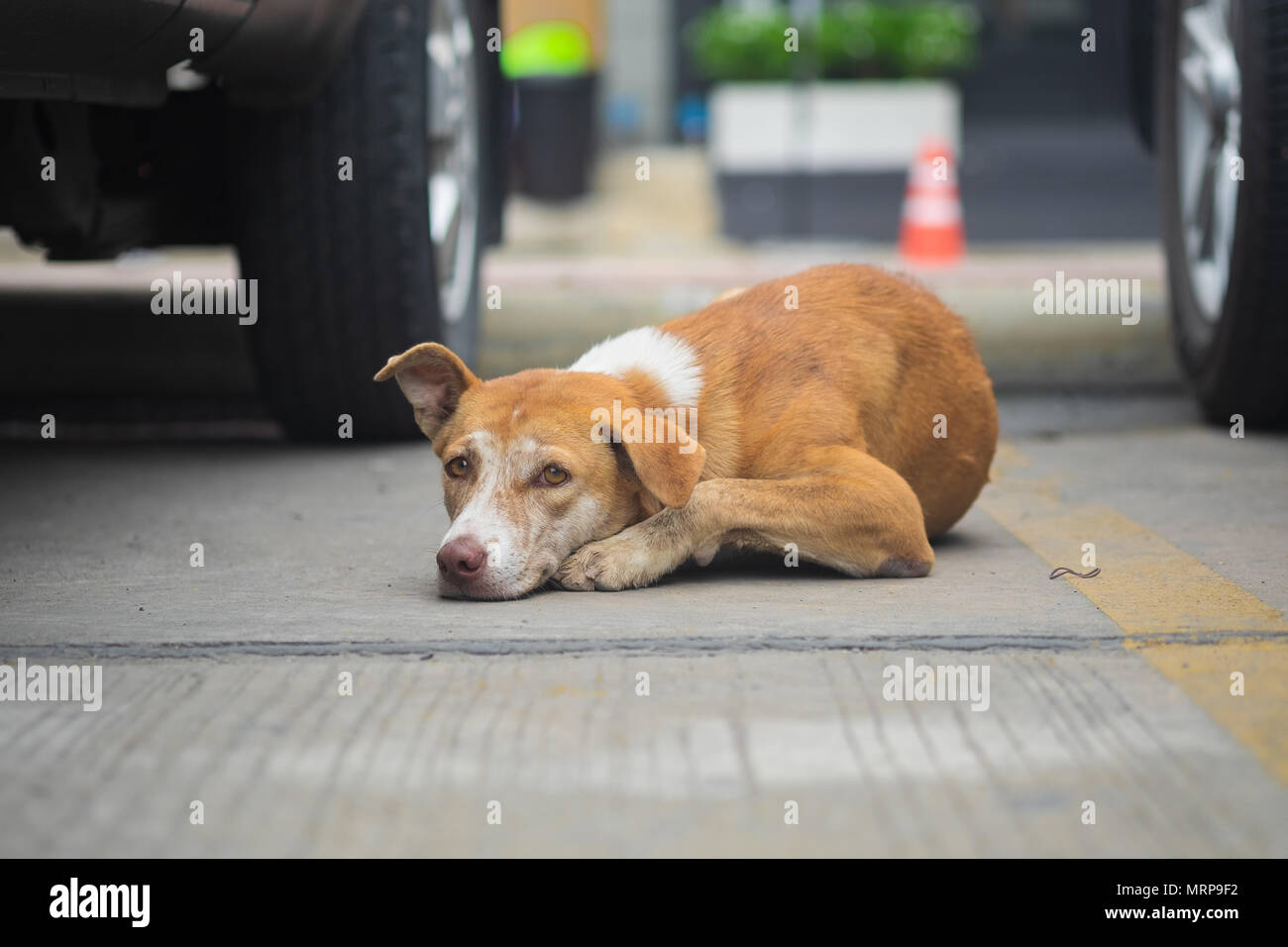 Streunende Hunde sind braun, die die Kamera auf Betonböden im Außenbereich Parkplatz, selektive konzentrieren. Stockfoto