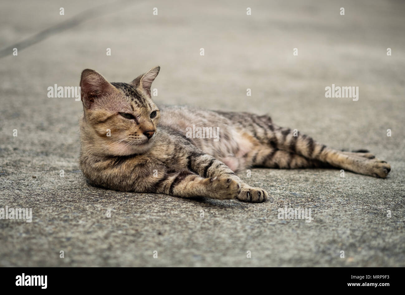 Tabby Katze liegend und Rest auf dem Boden, selektive konzentrieren. Stockfoto