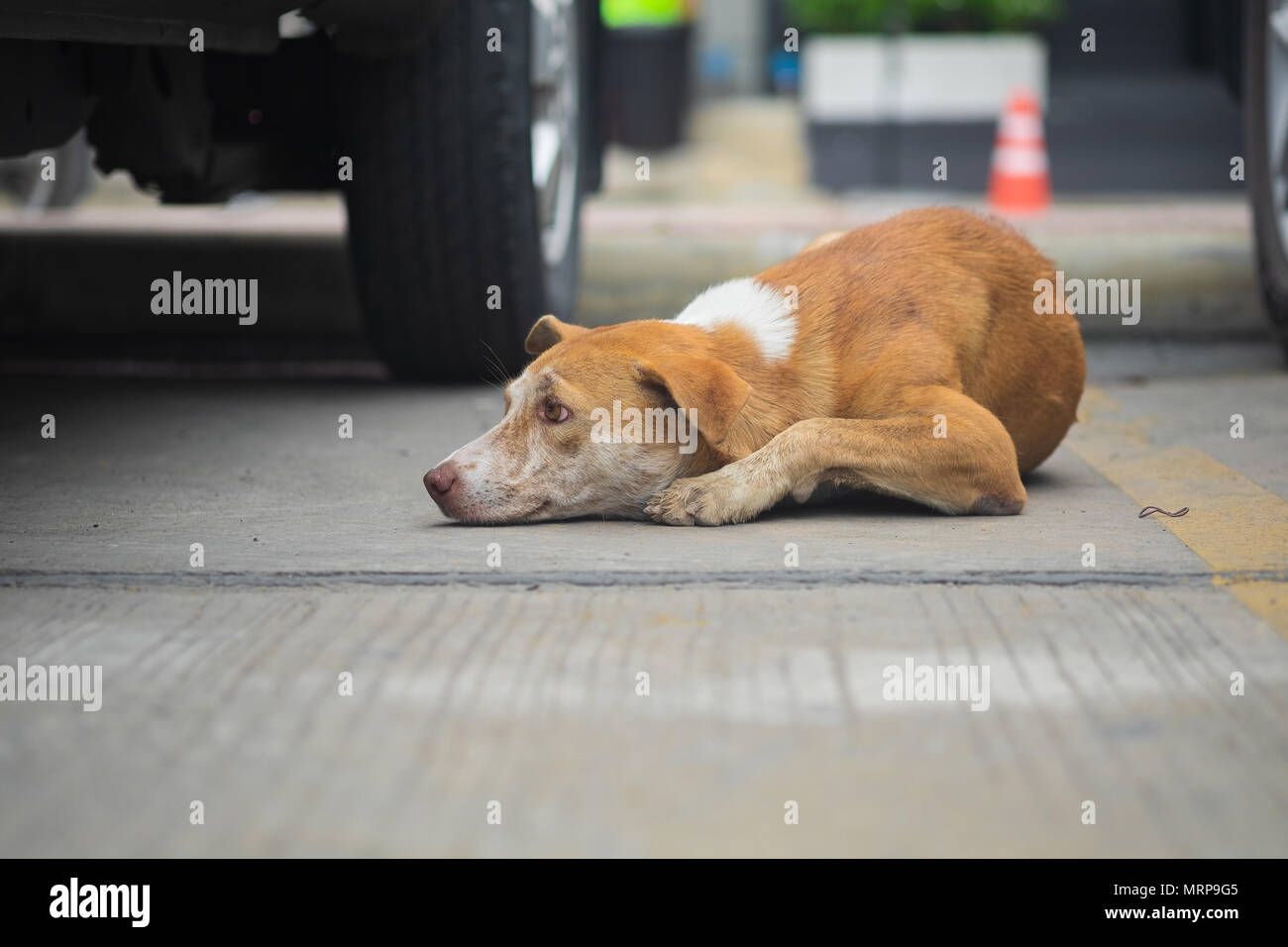 Streunende Hunde sind braun liegend auf Betonböden im Außenbereich Parkplatz, selektive konzentrieren. Stockfoto