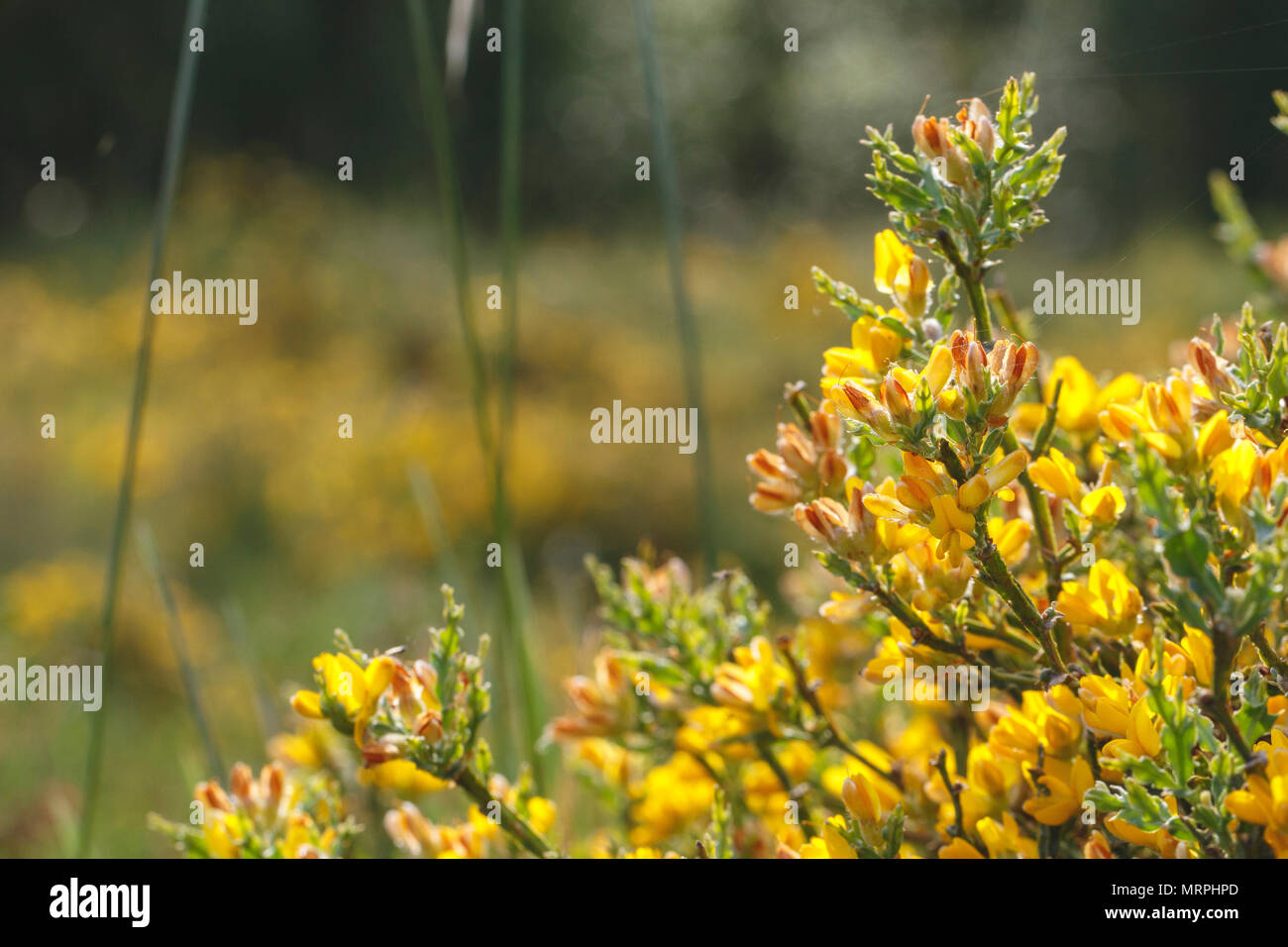 Gelbe Blumen gegen das Licht bei Sonnenuntergang mit kopieren. Stockfoto