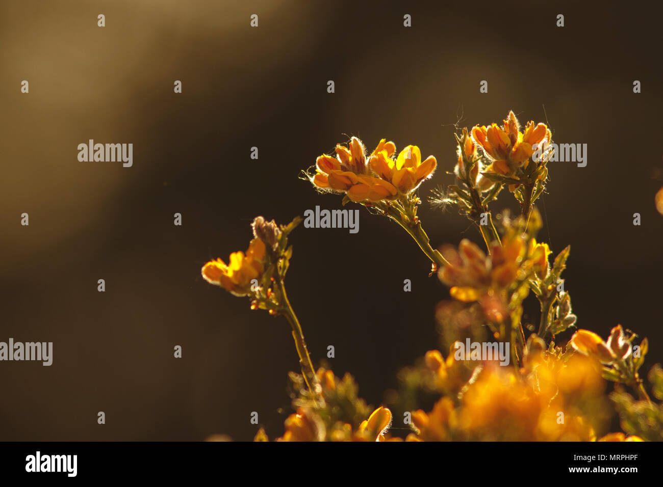 Gelbe Blumen gegen das Licht bei Sonnenuntergang mit kopieren. Stockfoto