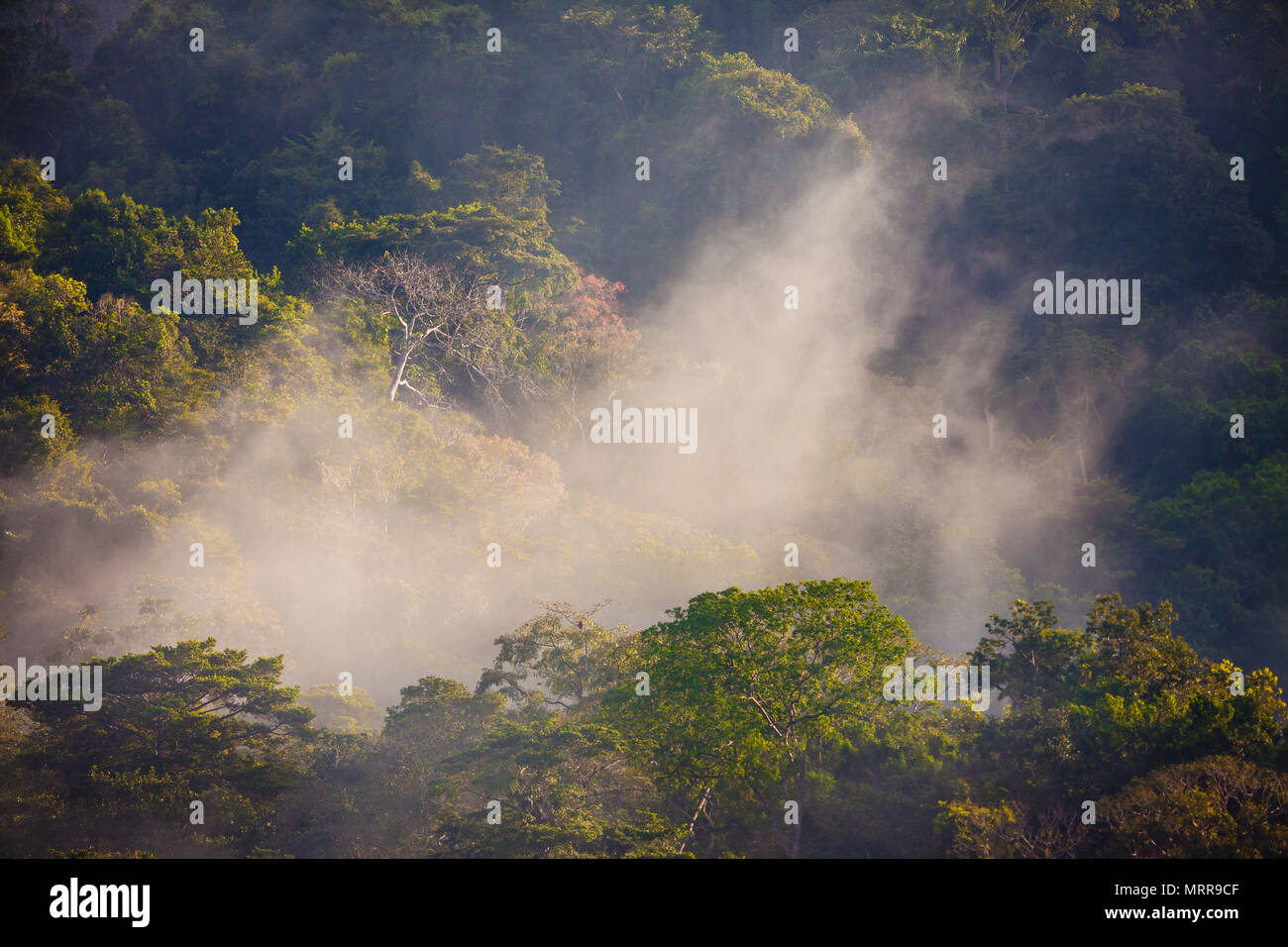 Feuchten Regenwald bei Sonnenaufgang in Soberania Nationalpark, Republik Panama. Stockfoto