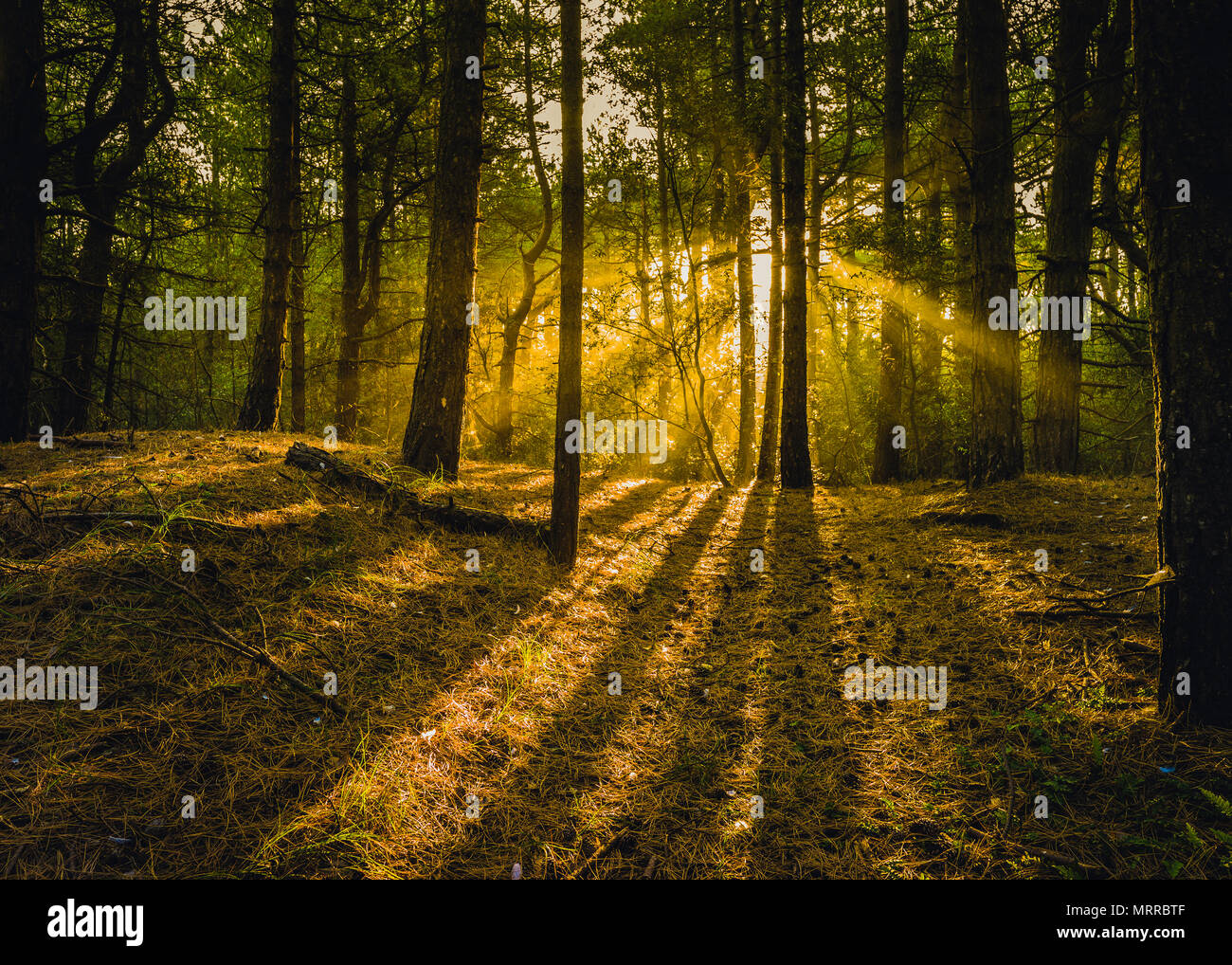 Am frühen Morgensonnenlicht setzt fast Wald brennt. Stockfoto