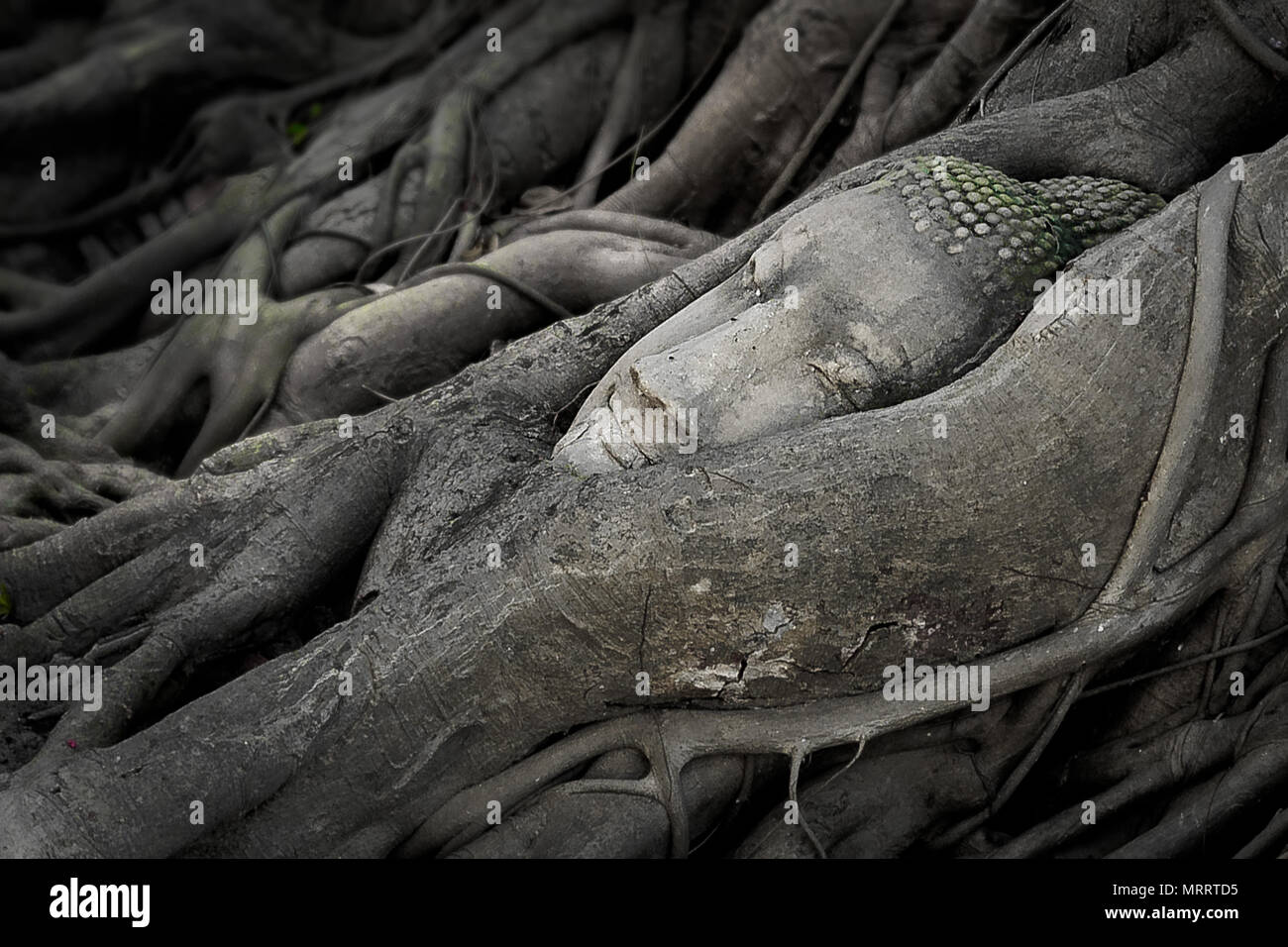 BUDDHA IM BAUM. Buddha Kopf Abbildung in Sandstein gehauen wurde durch die Zeit, die von den Wurzeln der Bodhi Baum im Wat Mahathat, Ayutthaya, Thailand gewickelt. Stockfoto