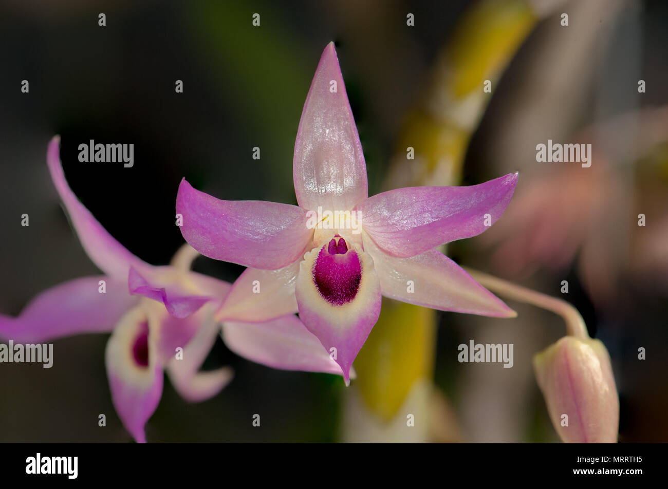 Rosy pink mit lila und cremig weiße Orchidee. Der Common Name ist die Rampart Lippe Dendrobium. Stockfoto