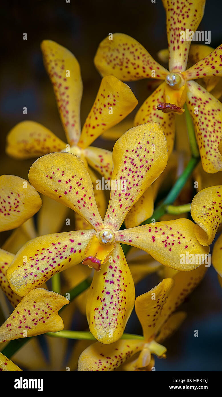 Gelbe Mokara-Hybriden Orchideen mit lila Punkten Blumen. Künstliche Orchideen von Kreuzungen mit anderen Arten. Stockfoto