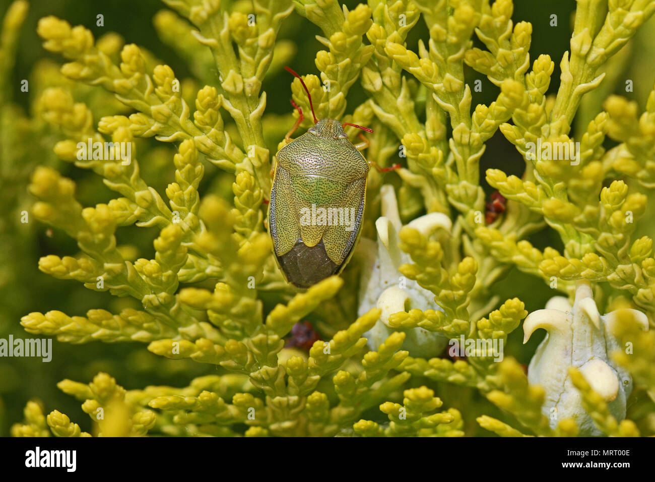 Grne schild Bug oder Fehler Latein palomena prasina stinken aus der  pentatomidae Gruppe von Insekten auf einer thuja oder Zeder Bush in Italien  im Frhling Stockfotografie - Alamy