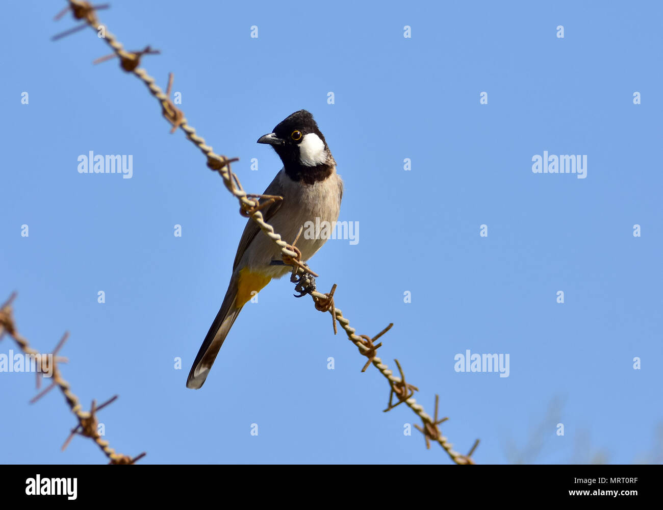 Weißer Eared Bulbuul Stockfoto