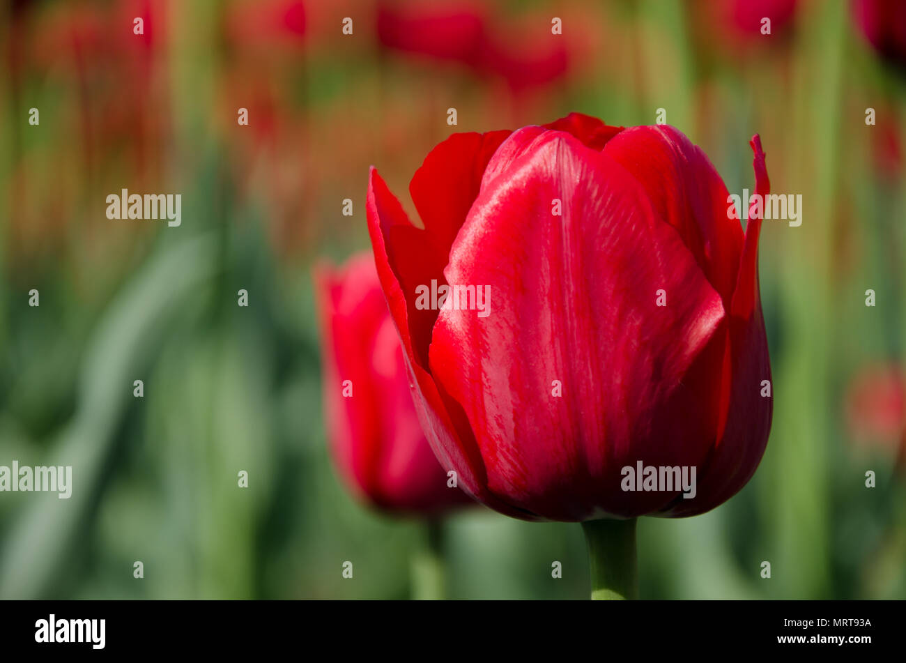 Eine helle rote Schöne Tulpe vor dem Hintergrund der Tulpen Stockfoto