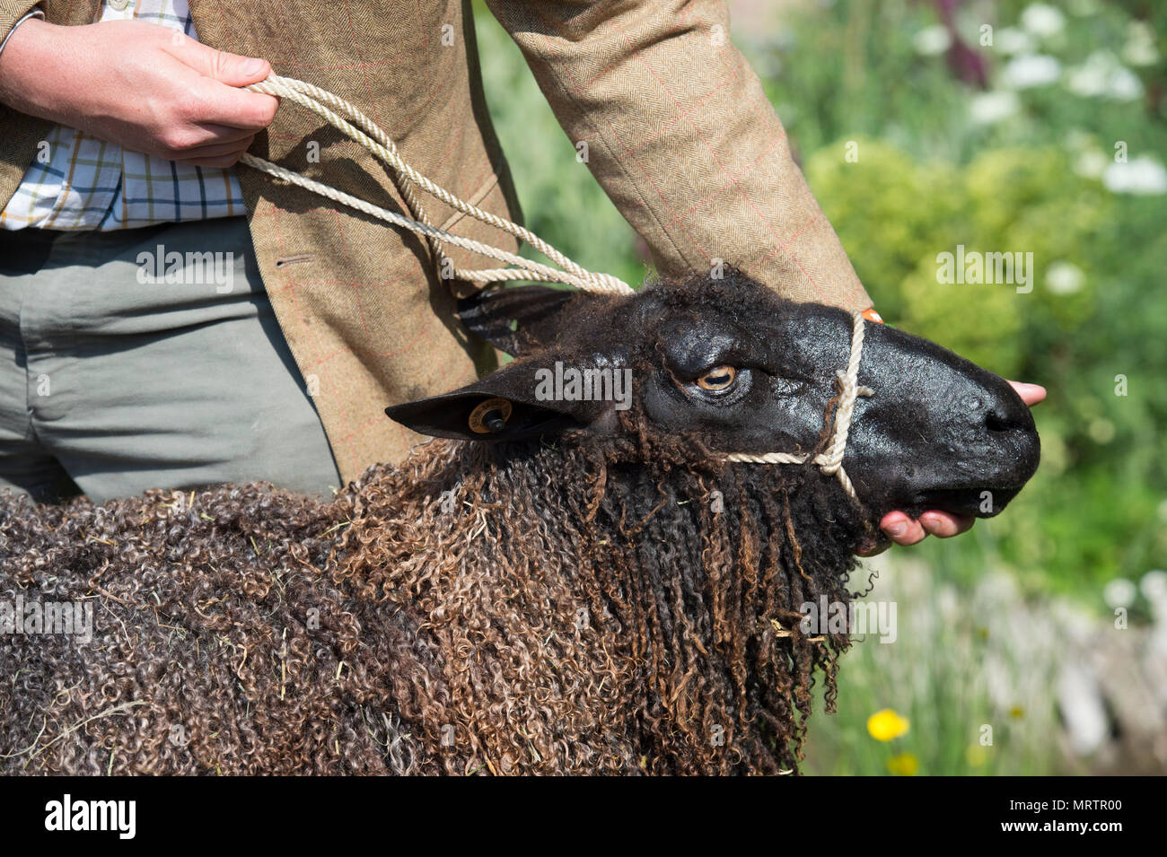 RHS Chelsea, London, Großbritannien. 21. Mai, 2018. Ein Wensleydale sheep besucht die Willkommen in Yorkshire Schaugarten im Chelsea Stockfoto