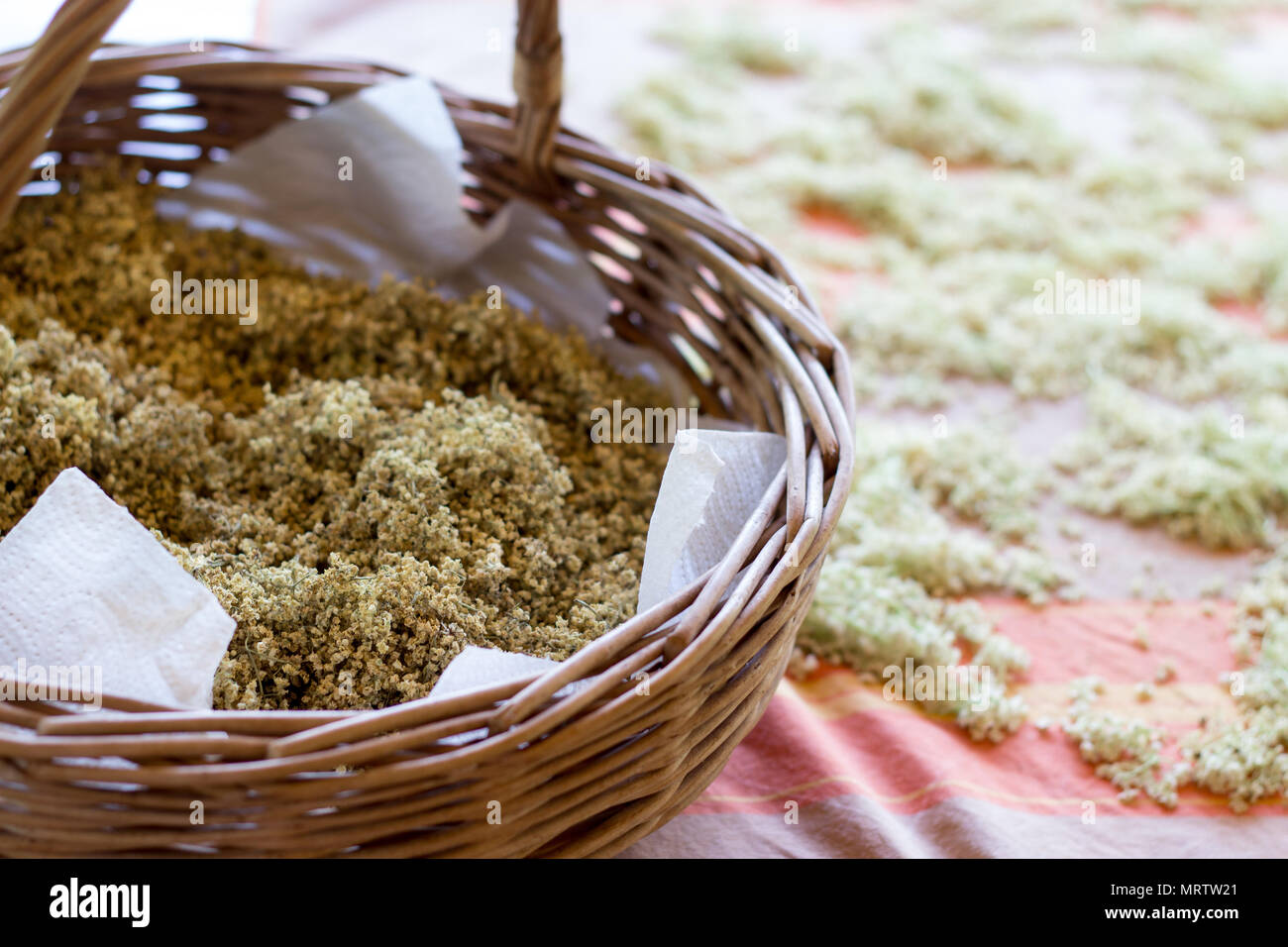 Getrocknete Kräuter von wilden Elder Blumen - natürliche Medizin Stockfoto