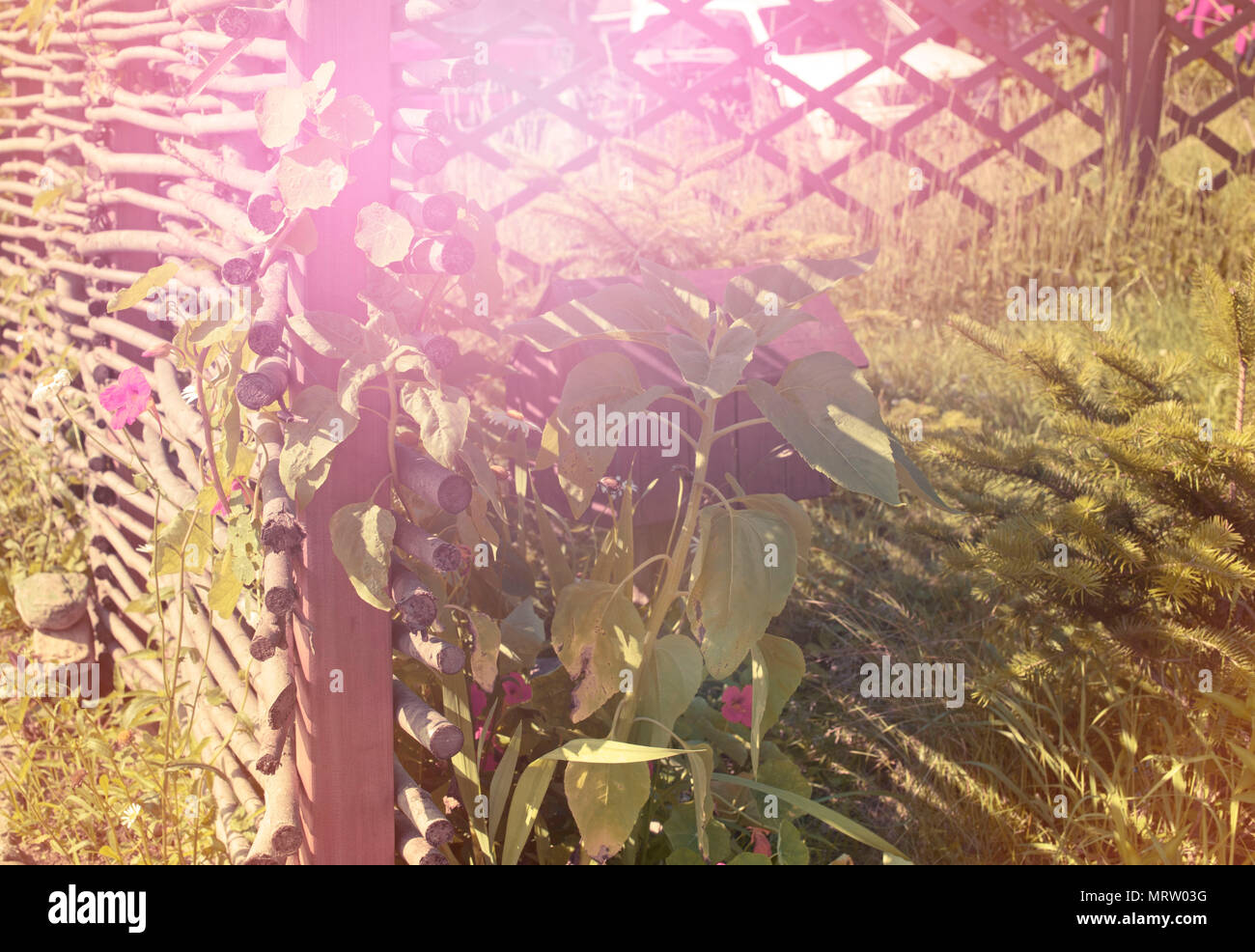 Banner Schöne Kleine rosa Blumen natürlichen Hintergrund verschwommen. Natur Morgensonne Licht Stockfoto