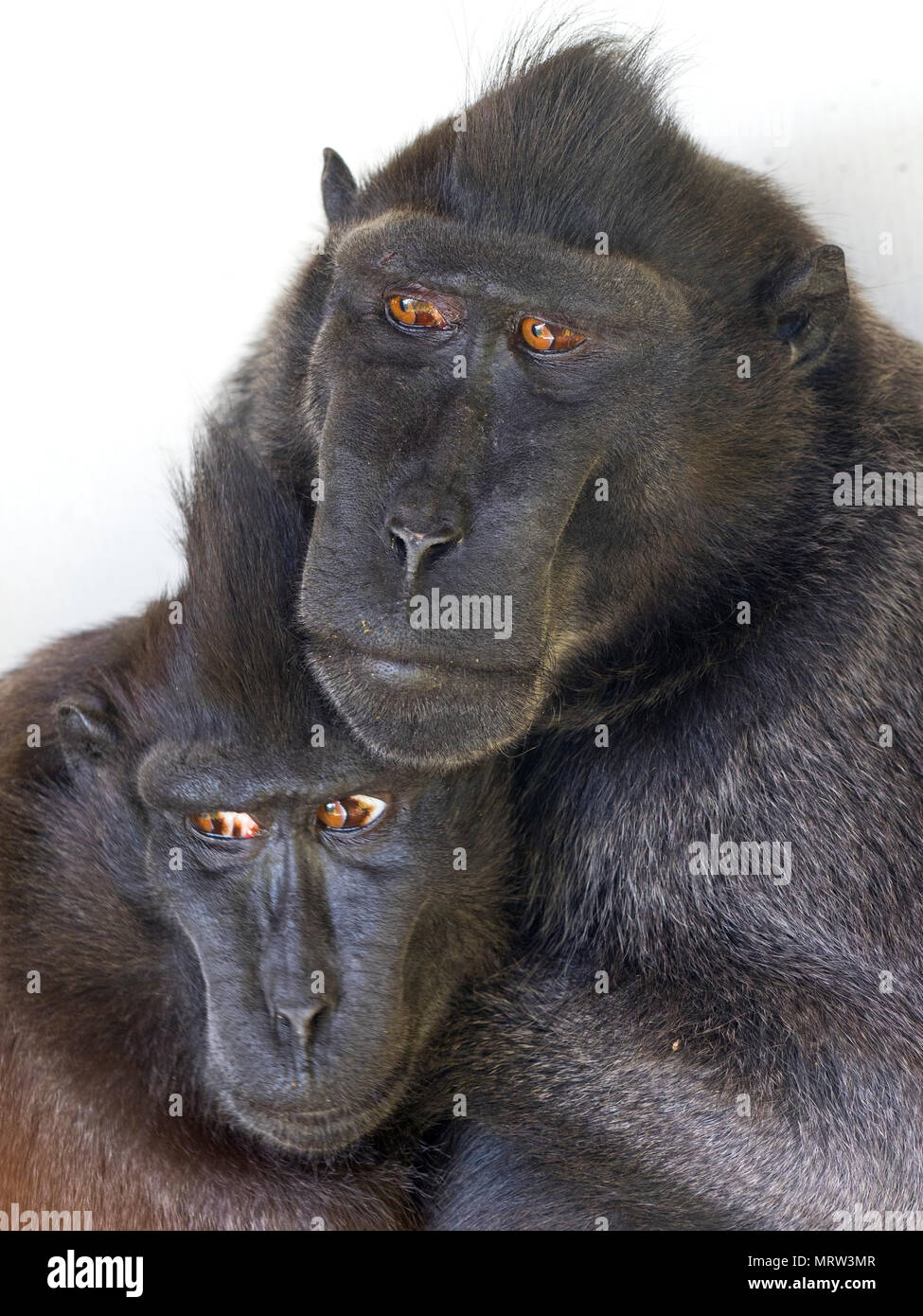 Crested macaque Macaca nigra auch als Crested schwarzen Makaken bekannt, Sulawesi crested Makaken, oder die schwarze Ape Stockfoto