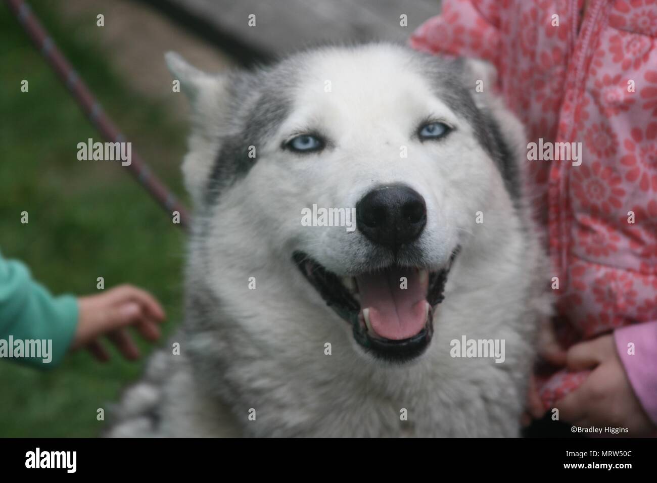 Husky Hunde und Blumen an Eagle Heights Wildlife Foundation Stockfoto